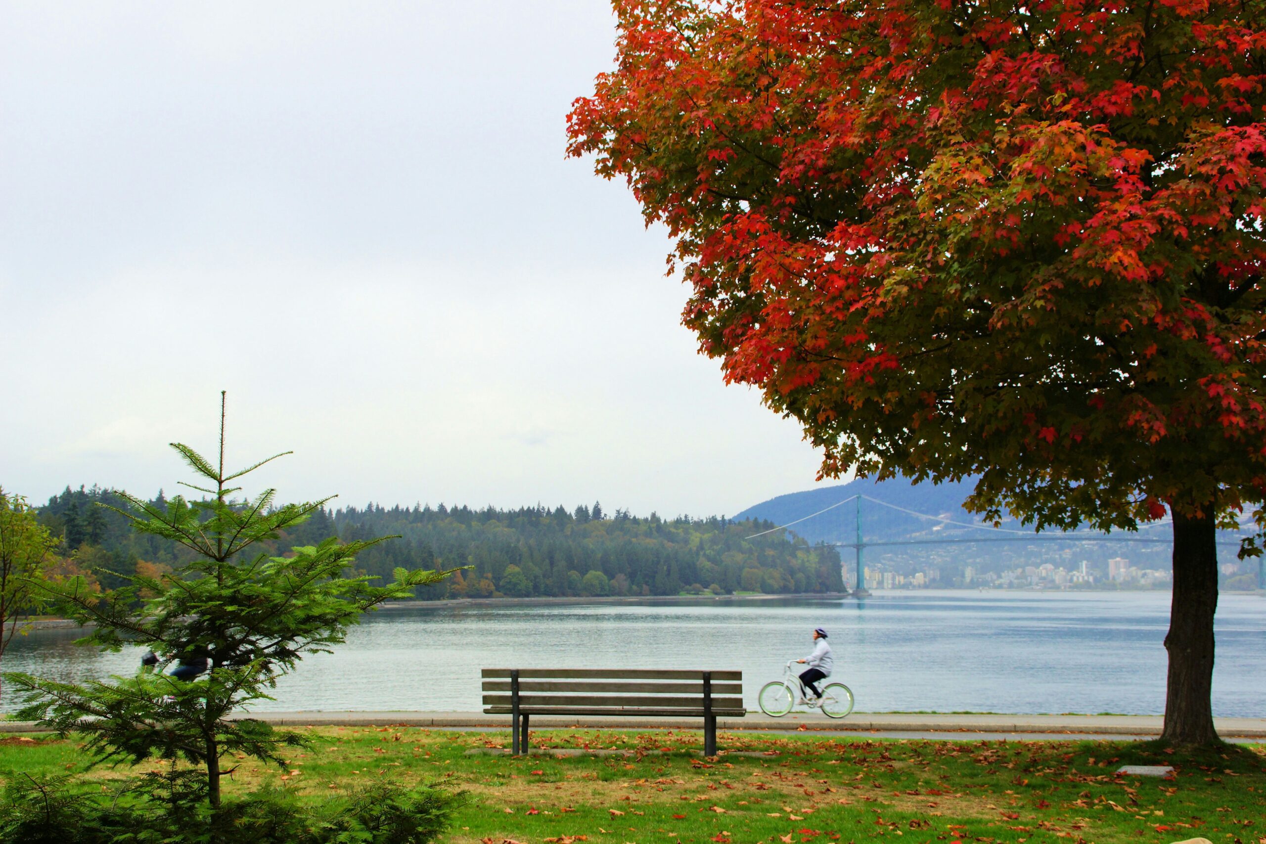 A view of Vancouver overlooking the water with a bench in the foreground and a large deciduous tree with fall colours
